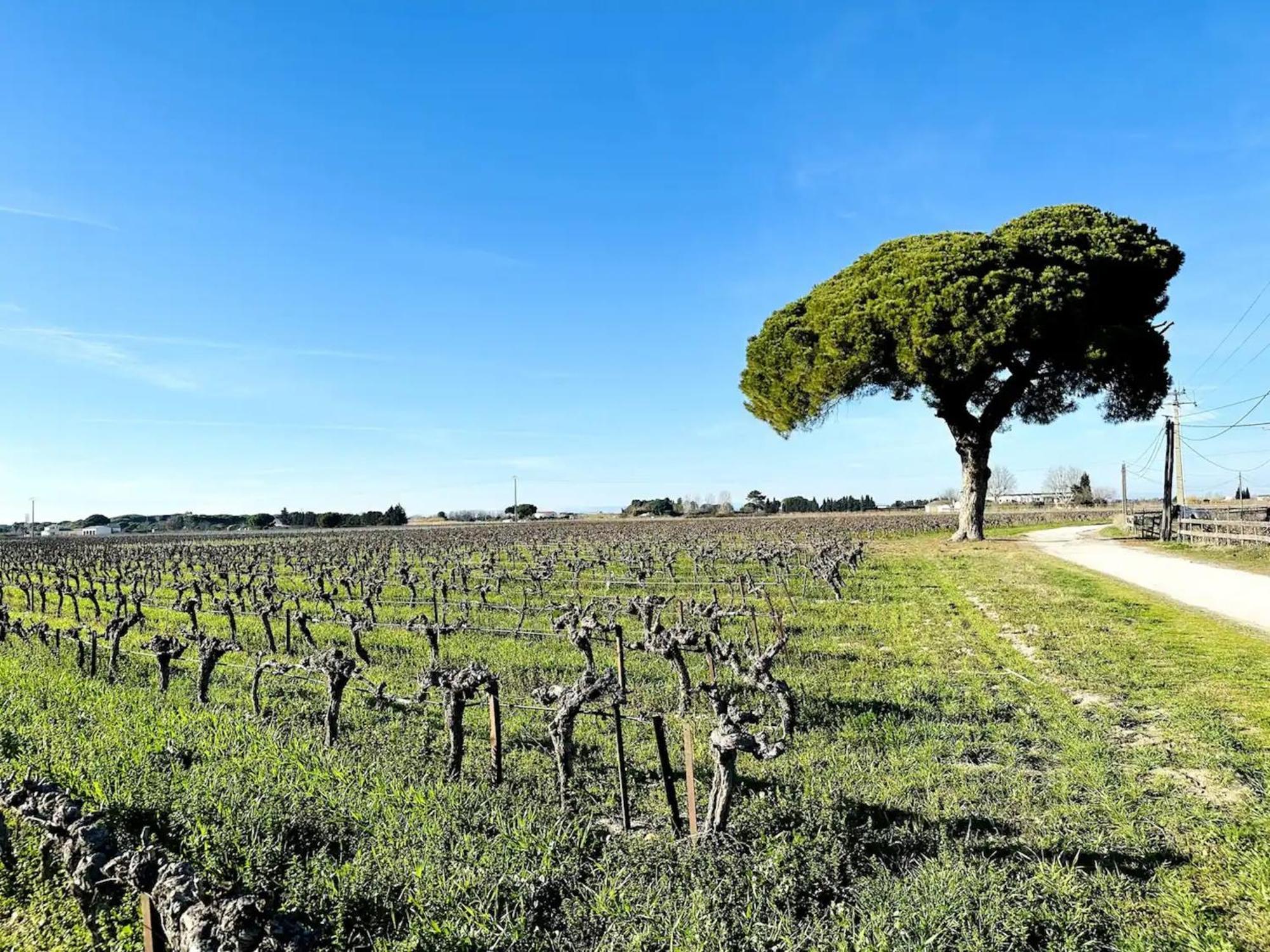 Les Appartements Du Mas - Emeraude Aigues-Mortes Kültér fotó